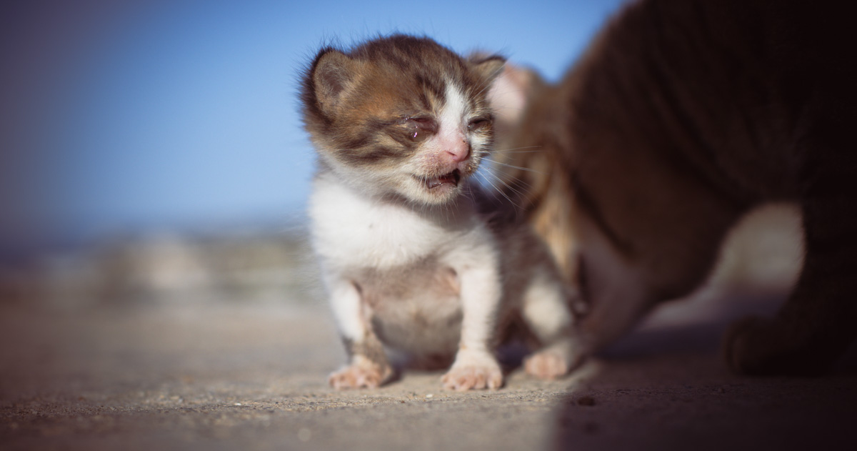Urgent kitten found and more sick kittens need support