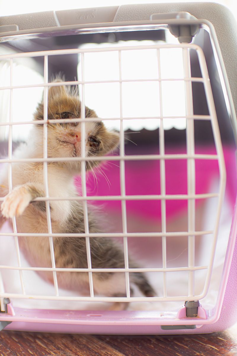 Kitten after feeding and ready for eye cleaning and wash up...